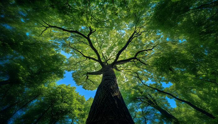 电脑壁纸 风景 夏天森林 大树仰拍 晴空森林 树干 绿叶 蓝天 电脑桌面 高清壁纸 壁纸下载 壁纸大全